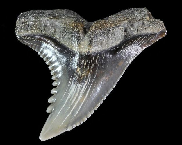 Hemipristis Shark Tooth Fossil - Virginia #71125